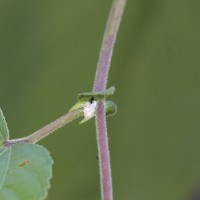 Grewia tiliifolia Vahl